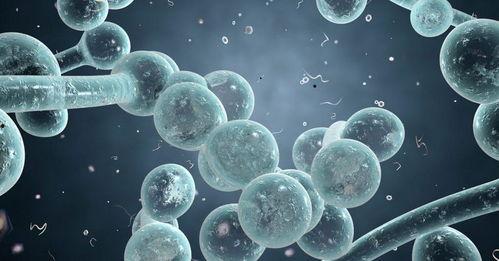 念珠菌,病因、症状与防治策略解析